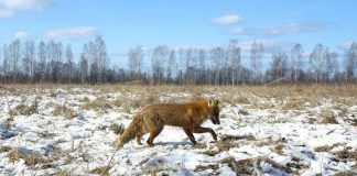 Vén màn bí mật giúp động vật sống sót sau thảm họa Chernobyl