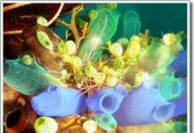 Phát hiện một dạng chất diệp lục hiếm thấy trong một loại vi khuẩn mới được thiết lập trình tự gen