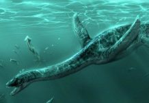 Thủy quái khổng lồ nhất dưới biển Scotland: Xơi tái 7 con cá voi cùng lúc