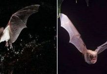 Phát hiện loài dơi biết bắt cá