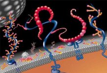 Phát triển phương pháp lập bản đồ thụ thể tế bào điều hòa phản ứng ức chế