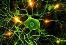 Trí nhớ được tạo thành và tái hiện như thế nào?