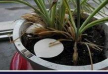 Cảm biến phát hiện chất nổ trong lòng đất