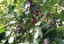 Hệ thống giúp nông dân Israel tưới nước bằng smartphone