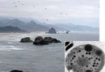 Phát hiện chủng virus lớn, phức tạp nhất thế giới