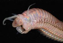 Những sinh vật kỳ dị tại "núi lửa" dưới đáy biển