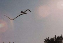 Những chuyện lạ ít biết về loài rắn