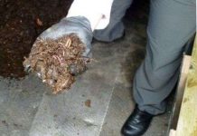 Hệ thống toilet “giun đất” không mùi Hệ thống toilet "giun đất" không mùi