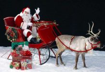 Tại sao ông già Noel lại chọn tuần lộc cái kéo xe?