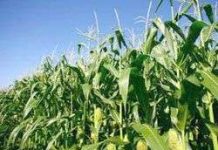 Năm 2015, Việt Nam sẽ có cây trồng biến đổi gen