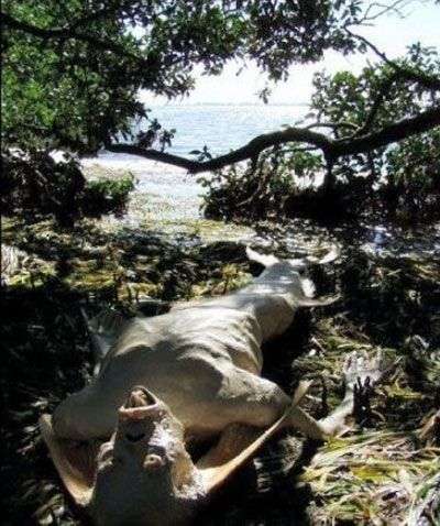 Những xác chết dị hợm của “nàng tiên cá”