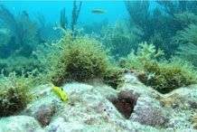 Vị cứu tinh thầm lặng của đại dương