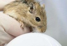 Nga phóng vệ tinh mang theo chuột, ốc sên và cá