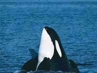 Cá voi biết hát Cá voi biết hát