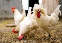 Loài gà có tính cách riêng, suy luận logic giỏi hơn cả trẻ em Loài gà có tính cách riêng, suy luận logic giỏi hơn cả trẻ em