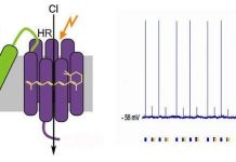 Sử dụng thiết bị chuyển mạch ánh sáng kiểm soát tế bào Sử dụng thiết bị chuyển mạch ánh sáng kiểm soát tế bào