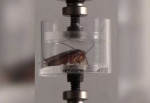 Khoa học giết gián để tạo ra gián. Rảnh rỗi hay để giải cứu thế giới?