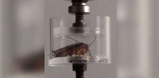 Khoa học giết gián để tạo ra gián. Rảnh rỗi hay để giải cứu thế giới?