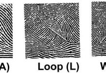 Vân tay được hình thành ra sao?