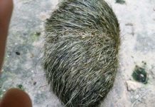 Cát lợn - Trư sa là gì?