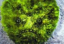 Những loài thủy quái