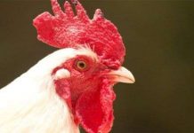 Công nghệ thực phẩm tương lai Công nghệ thực phẩm tương lai