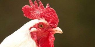 Công nghệ thực phẩm tương lai