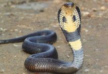 Điều gì xảy ra khi bạn bị rắn hổ mang cắn