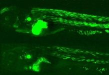 Vi khuẩn lạ ở ruột non có thể vận chuyển vắcxin Con cá phát "ánh xanh ma quái"