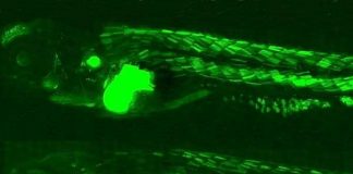 Con cá phát "ánh xanh ma quái"