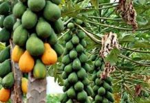 Dùng ozone để bảo quản trái cây