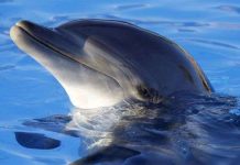 Thiết bị radar sóng âm