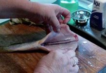 Lý giải vì sao cá mất đầu mà vẫn giãy đành đạch