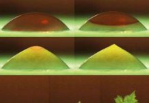 Nước đóng băng trông như một cái cây