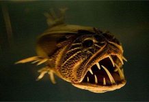 Tìm hiểu loài "cá yêu tinh" dưới đáy biển