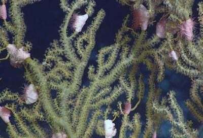 Phát hiện những sinh vật mới dưới lòng Đại Tây Dương