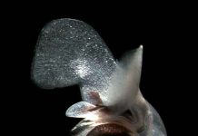 “Khoai tây rán” của biển đang bị đe dọa “Khoai tây rán” của biển đang bị đe dọa