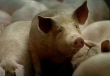 Chất phụ gia thực phẩm gelatin được sản xuất thế nào?