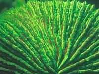 Nha Trang: Sinh vật biển phát sáng