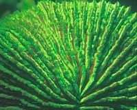 Nha Trang: Sinh vật biển phát sáng