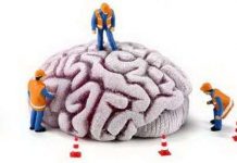 Những điều thú vị về bộ não