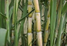 Mía có thể làm nguội trái đất