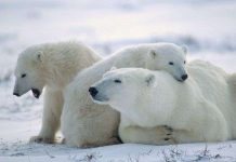 Gấu Bắc cực già hơn so với các công bố trước đây