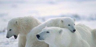 Gấu Bắc cực già hơn so với các công bố trước đây