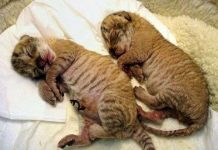 Mẹ hổ đẻ con sư tử