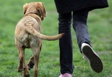 Dấu hiệu giúp nhận biết "cún cưng" ghét bạn