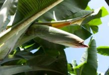 Vì sao quả chuối lại cong?