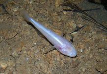 Cá mù "dạy" người cách chế tạo tàu ngầm tự động