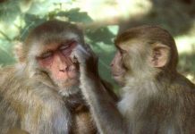 Chức năng ngôn ngữ bắt nguồn biểu hiện khuôn mặt