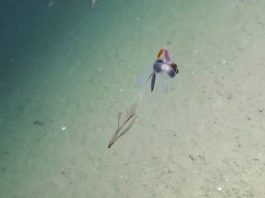 Phát hiện loài mực ống trong suốt như kính